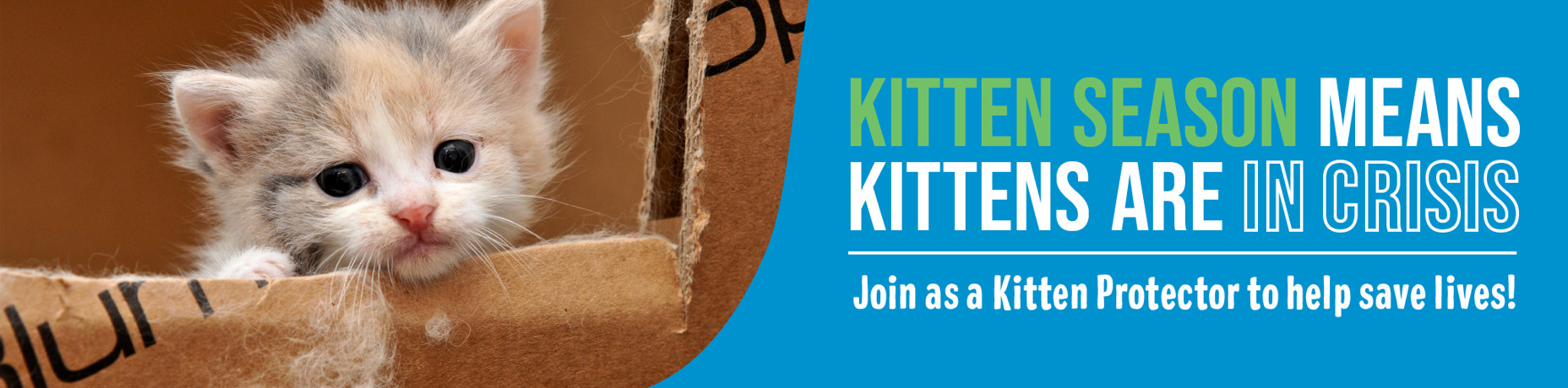 Kitten season means kittens are in crisis - Join as a Kitten Protector to help save lives!
